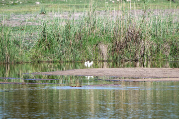 egret in natural conditions hunting for fish