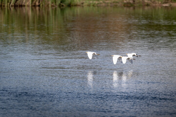egret in natural conditions hunting for fish