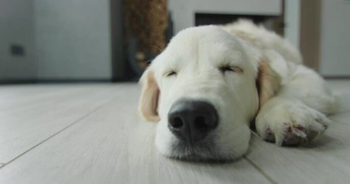 Golden retriever naps on the living room floor. Wide lens shot