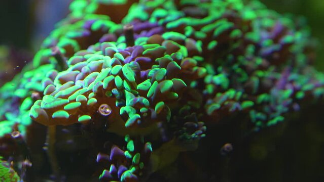 Close up of anemones slowly moving underwater