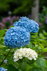 牧之原・秋葉公園のあじさい