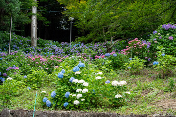 牧之原・秋葉公園のあじさい