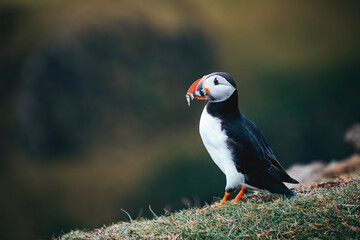 atlantic puffins with fishes by the ocean at faroe islands