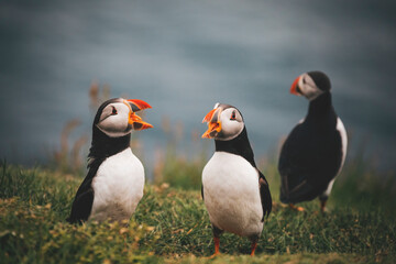 atlantic puffins by the ocean at faroe islands