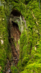 Green moss on an old tree