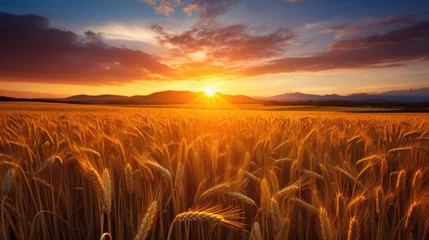 Deurstickers Beautiful landscape golden view of wheat field at sunny day. Generate AI image © is