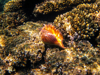 Beautiful sea inhabitants in the coral reef of the Red Sea