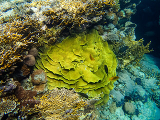 Beautiful sea inhabitants in the coral reef of the Red Sea