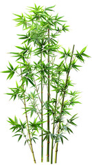 Bamboo tree on transparent background PNG