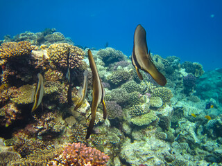 Beautiful sea inhabitants in the coral reef of the Red Sea