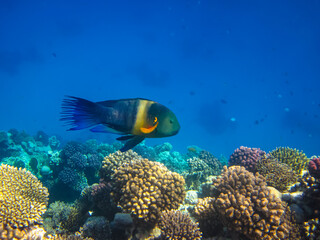 Fototapeta na wymiar Beautiful sea inhabitants in the coral reef of the Red Sea