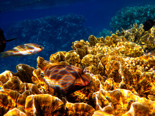 Beautiful sea inhabitants in the coral reef of the Red Sea