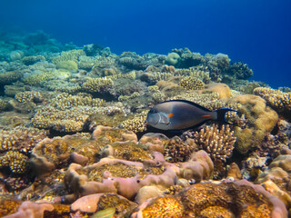 Beautiful sea inhabitants in the coral reef of the Red Sea