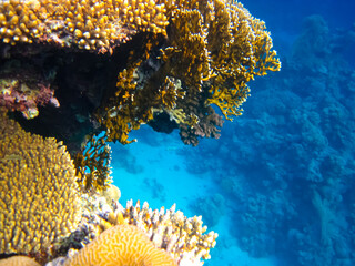 Beautiful sea inhabitants in the coral reef of the Red Sea