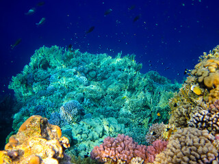 Fototapeta na wymiar Beautiful sea inhabitants in the coral reef of the Red Sea