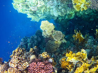 Beautiful sea inhabitants in the coral reef of the Red Sea