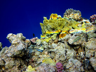 Beautiful sea inhabitants in the coral reef of the Red Sea