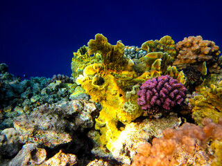 Beautiful sea inhabitants in the coral reef of the Red Sea