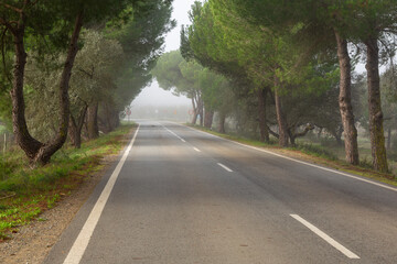 Avenue of trees along a straight country road in Portugal on a foggy morning in November 2023