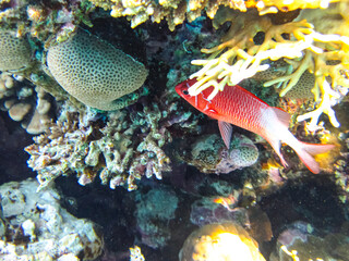 Beautiful sea inhabitants in the coral reef of the Red Sea