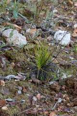Drosophyllum lusitanicum, the Dewy Pine, in natural habitat in Portugal near the border of Spain