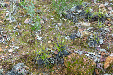 Drosophyllum lusitanicum, the Dewy Pine, in natural habitat in Portugal near the border of Spain