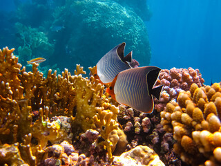 Beautiful sea inhabitants in the coral reef of the Red Sea