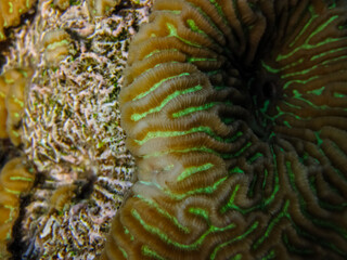 Beautiful sea inhabitants in the coral reef of the Red Sea