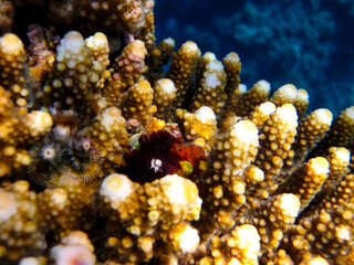 Beautiful sea inhabitants in the coral reef of the Red Sea