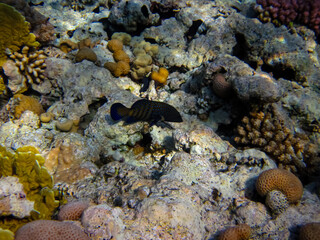 Beautiful sea inhabitants in the coral reef of the Red Sea