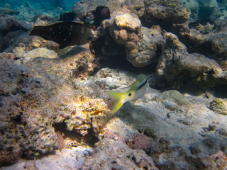 Beautiful sea inhabitants in the coral reef of the Red Sea