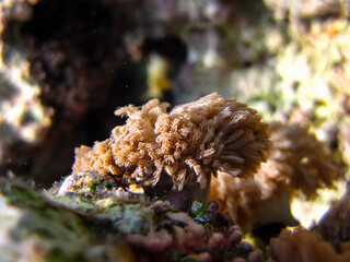 Beautiful sea inhabitants in the coral reef of the Red Sea