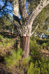 Cork Oak (Quercus suber) in Portugal near the border of Spain