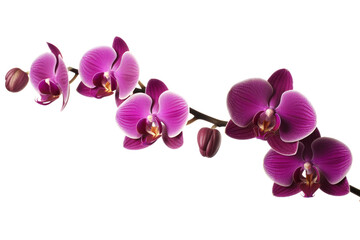 Fototapeta premium Branch of blooming orchid isolated on white background