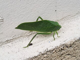 Close up leaf bug (Bicho-folha) or leaf bug (Phyllium Siccifolium).Isolated on a wall.