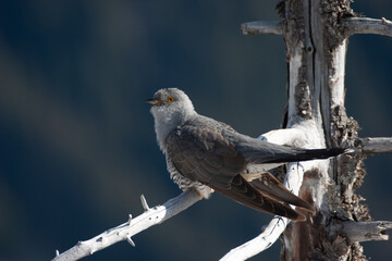 cuckoo (Cuculus canorus) cuculo