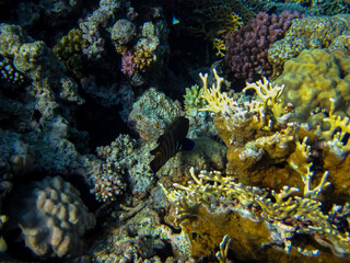 Beautiful sea inhabitants in the coral reef of the Red Sea