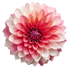 White and red dahlia isolated on a white or transparent background. White and red flower as a design element.