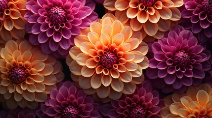 Foto op Plexiglas Dahlia Patterns Photograph Dahlia flowers from above, showcasing their radial patterns. Emphasize the geometric symmetry of the petals, creating a visually appealing and balanced image © Hameed