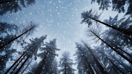 A beautiful winter forest when it is snowing. Looks from below to the sky.
