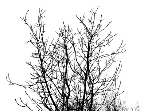 Tree branches silhouette on white background, Isolated Black and White image Branches trees forest without leaves in fall season, Nature design elements good for multiply on background