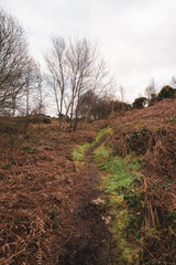Trail and hike off purple loop on howth cliff path walk on the sutton side on cold winters morning with lots of brown dead foliage, ferms and gorse.  