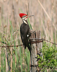 Pileated Woodpecker