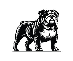 English bulldog vector