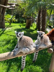 Lémuriens - Zoo