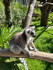 Lémurien - Zoo