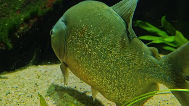 Close up of piranha fish floating underwater