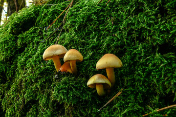 mushrooms in the forest