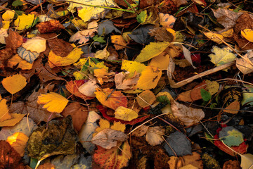 November