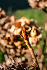 Hydrangea flower in winter